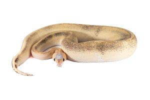 Python regius, champagne super vanilla